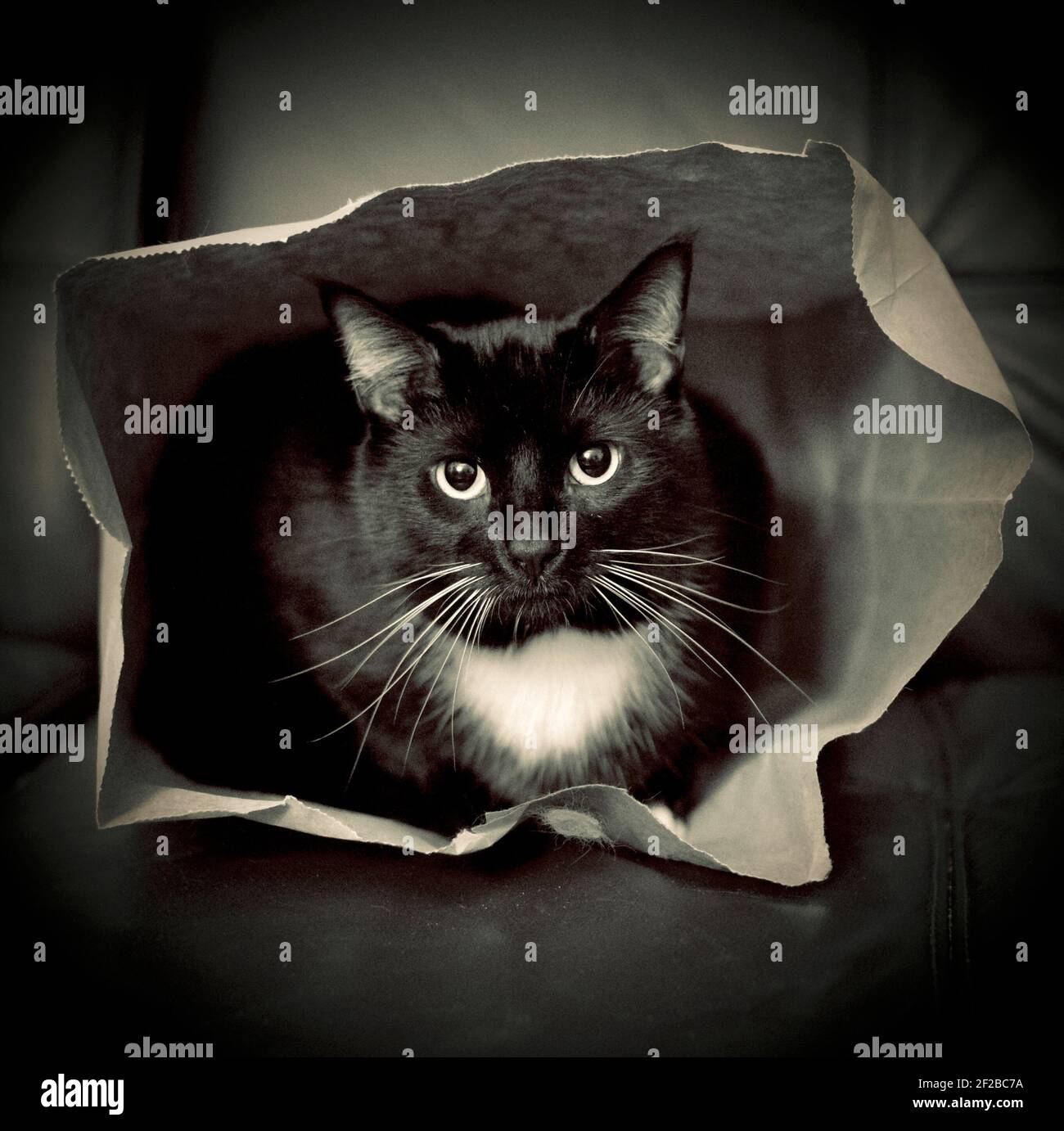 Cat in a brown paper bag, black cat with gold eyes and white markings stares out of its hiding place. Stock Photo