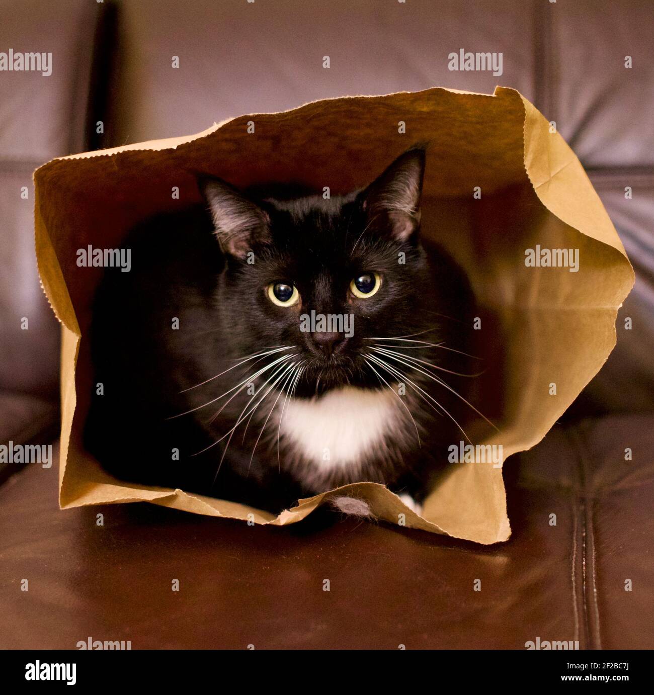Cat in a brown paper bag, black cat with gold eyes and white markings stares out of its hiding place. Stock Photo
