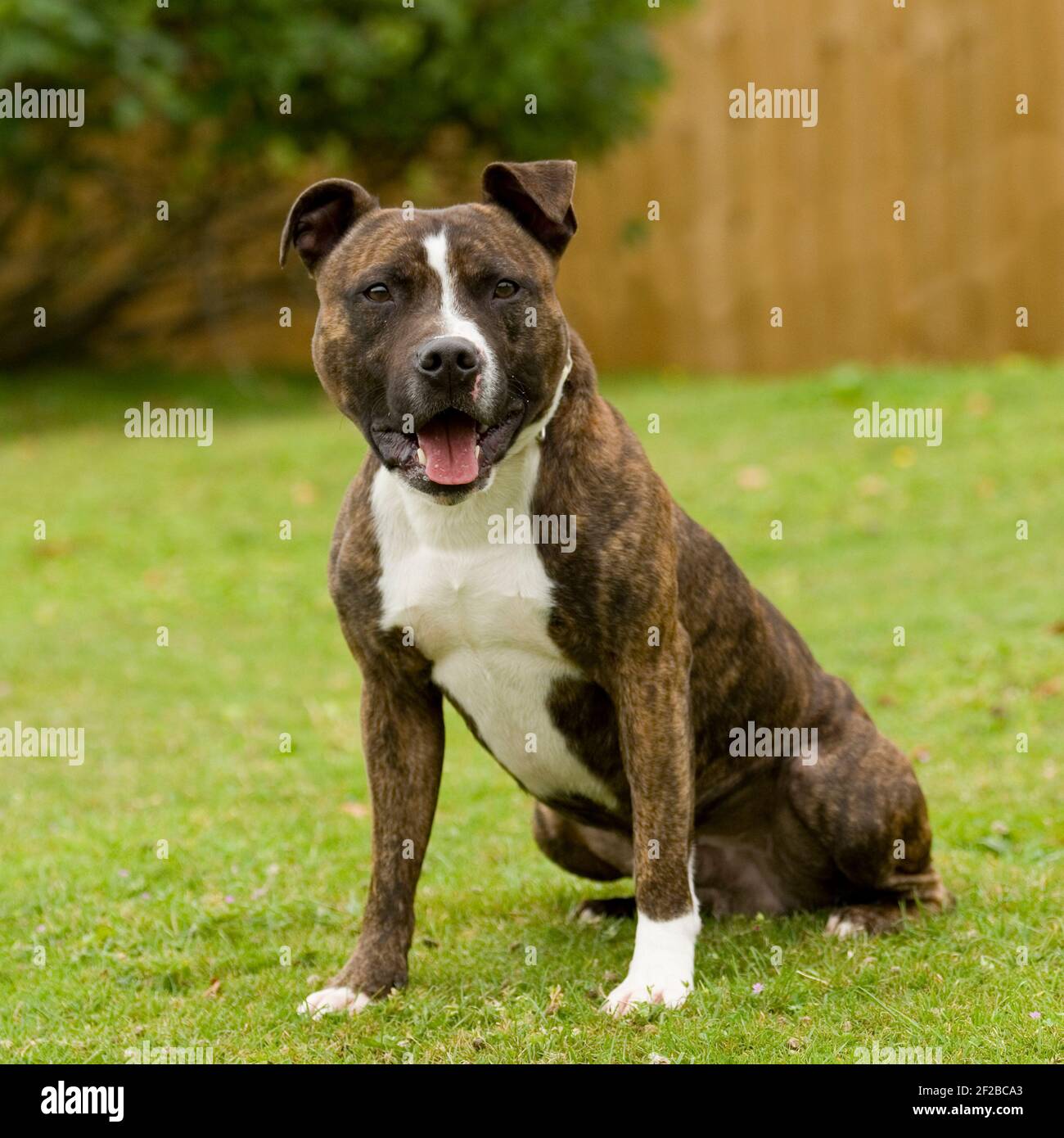 American staffordshire bull terrier dog Stock Photo - Alamy