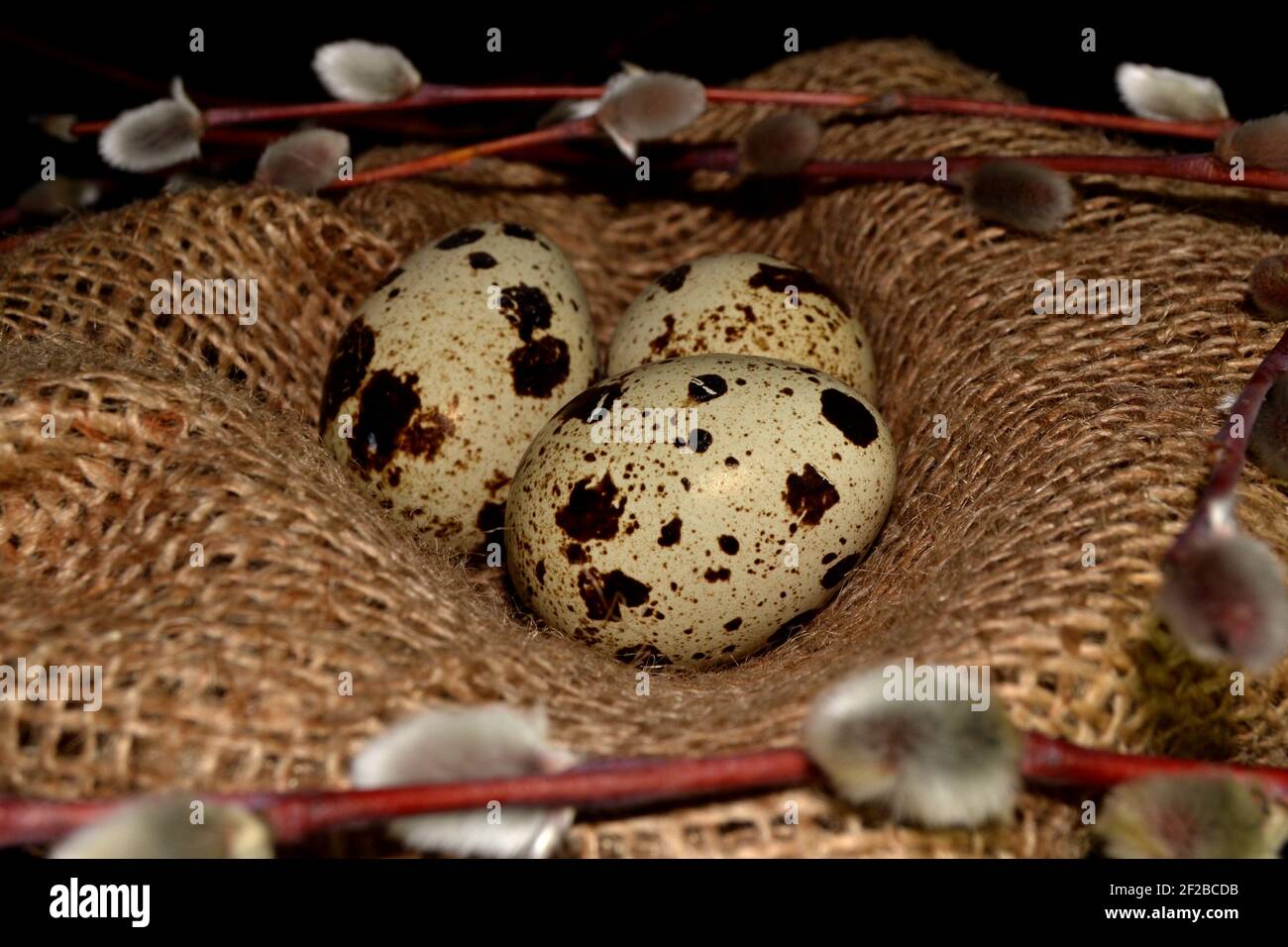 Easter quail eggs in bagging and willow branches Stock Photo