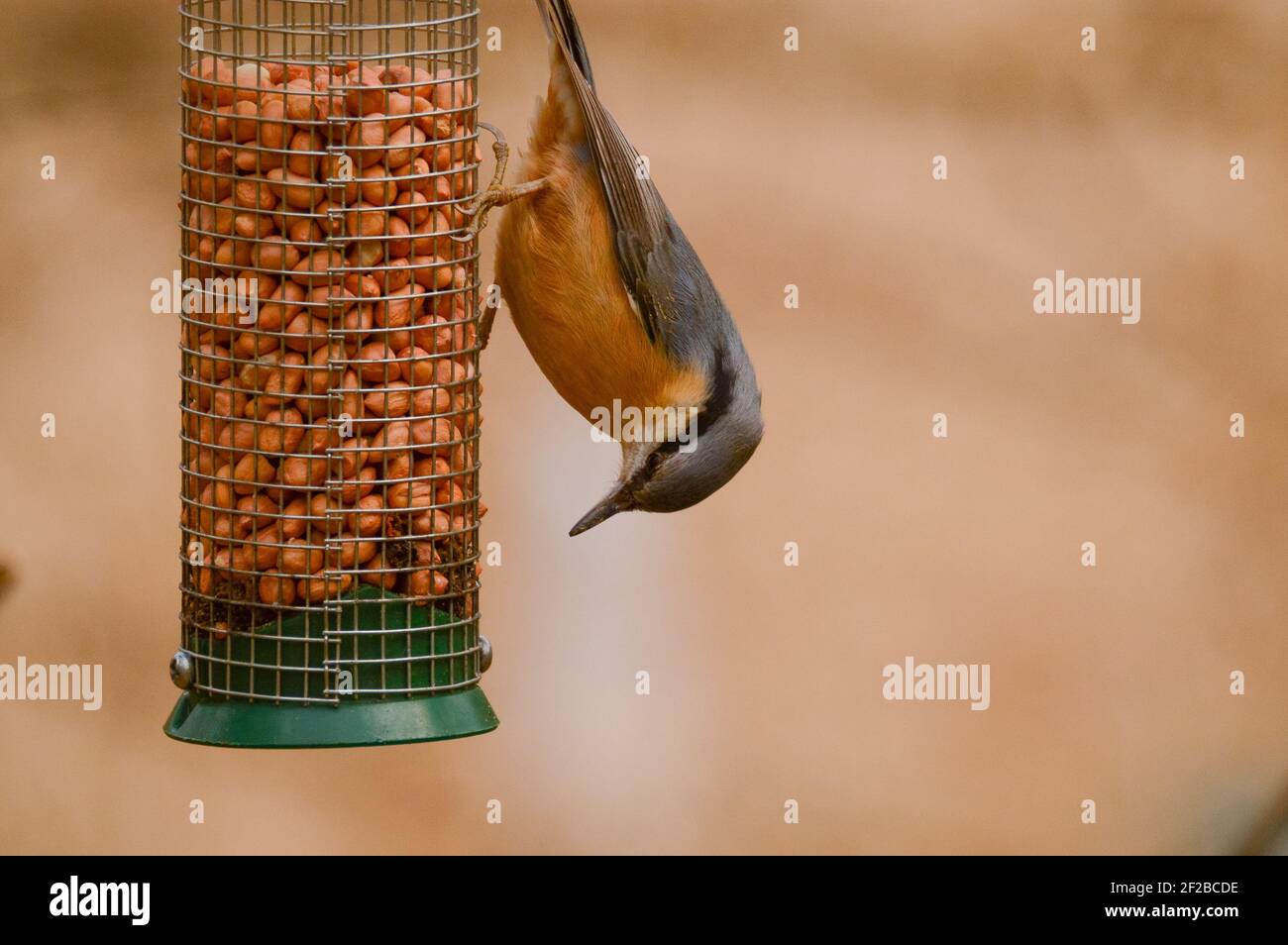 Eurasian Nuthatch (Sitta europaea) Eating from a Bird Feeder Stock Photo
