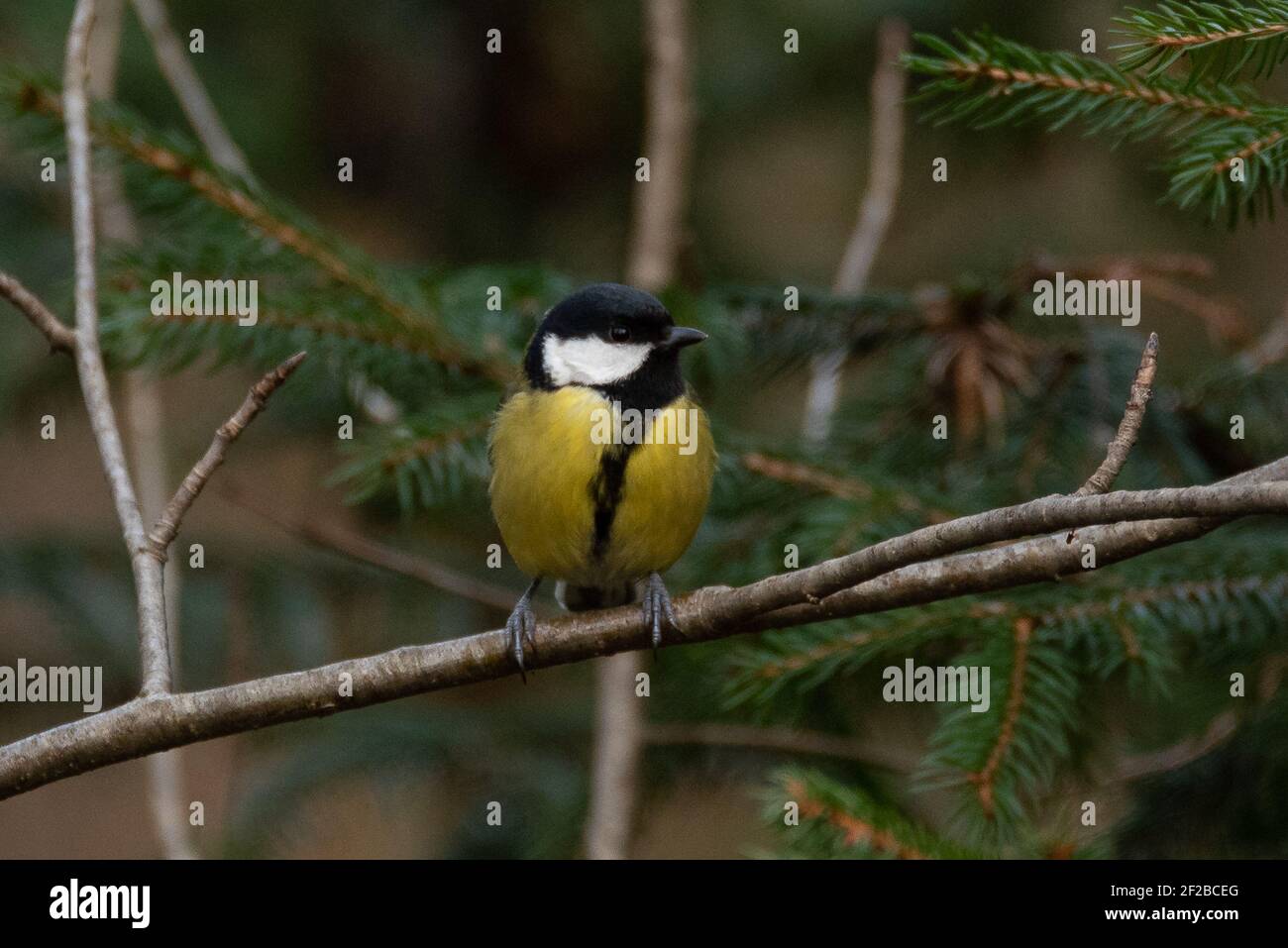 Great Tit (Parus Major) Sitting on a Conifer Stock Photo