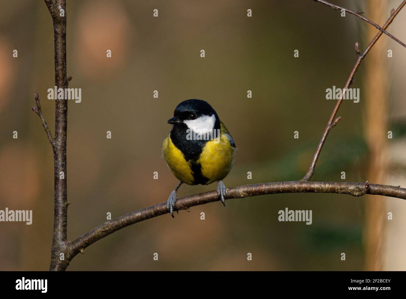 Great Tit (Parus Major) Sitting on a Twig Stock Photo