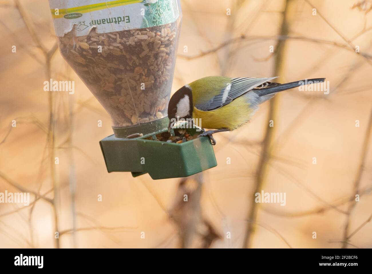 Great Tit (Parus Major) Eating from a Bird Feeder Stock Photo