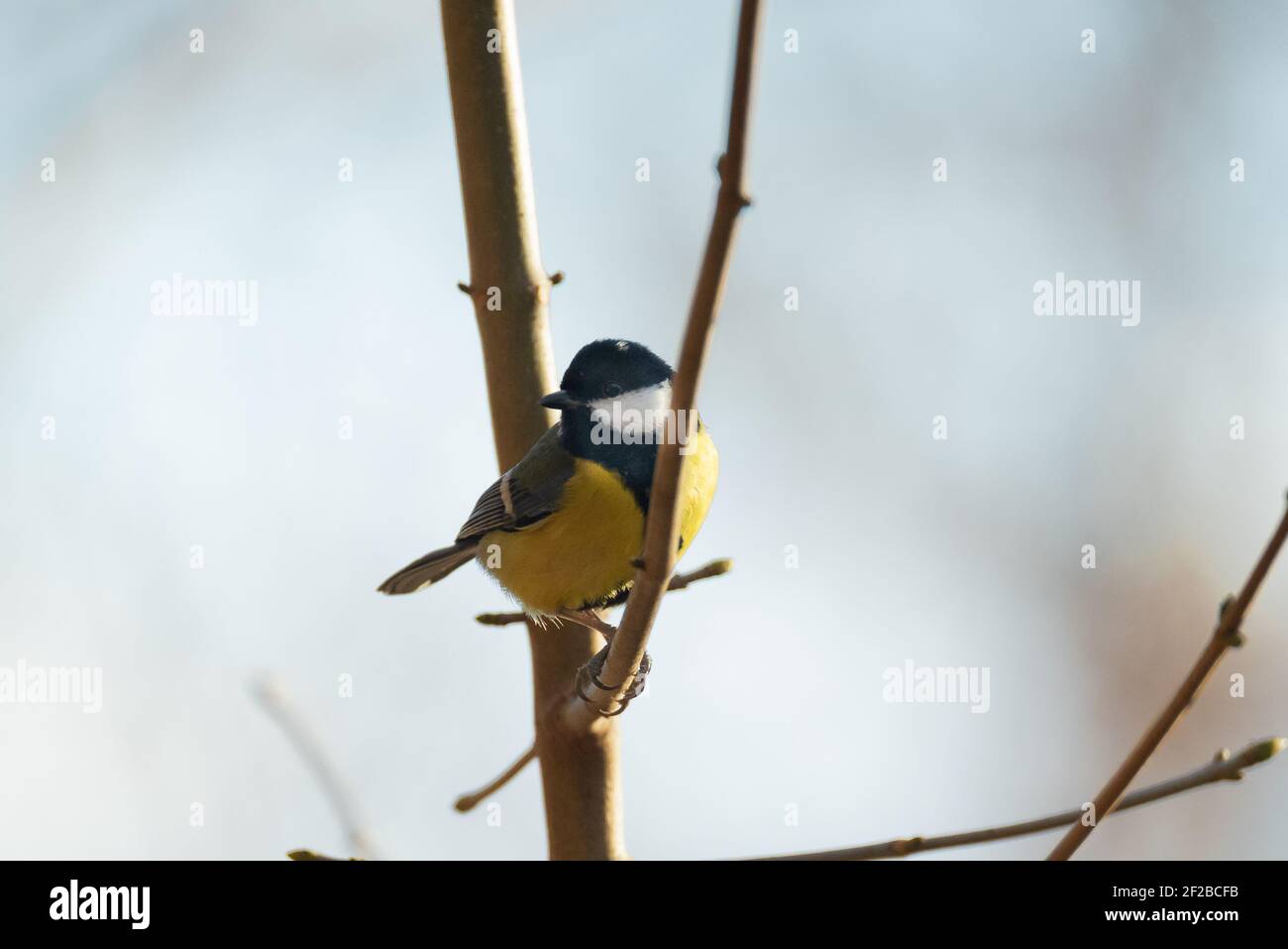 Great Tit (Parus Major) Sitting on a Twig Stock Photo