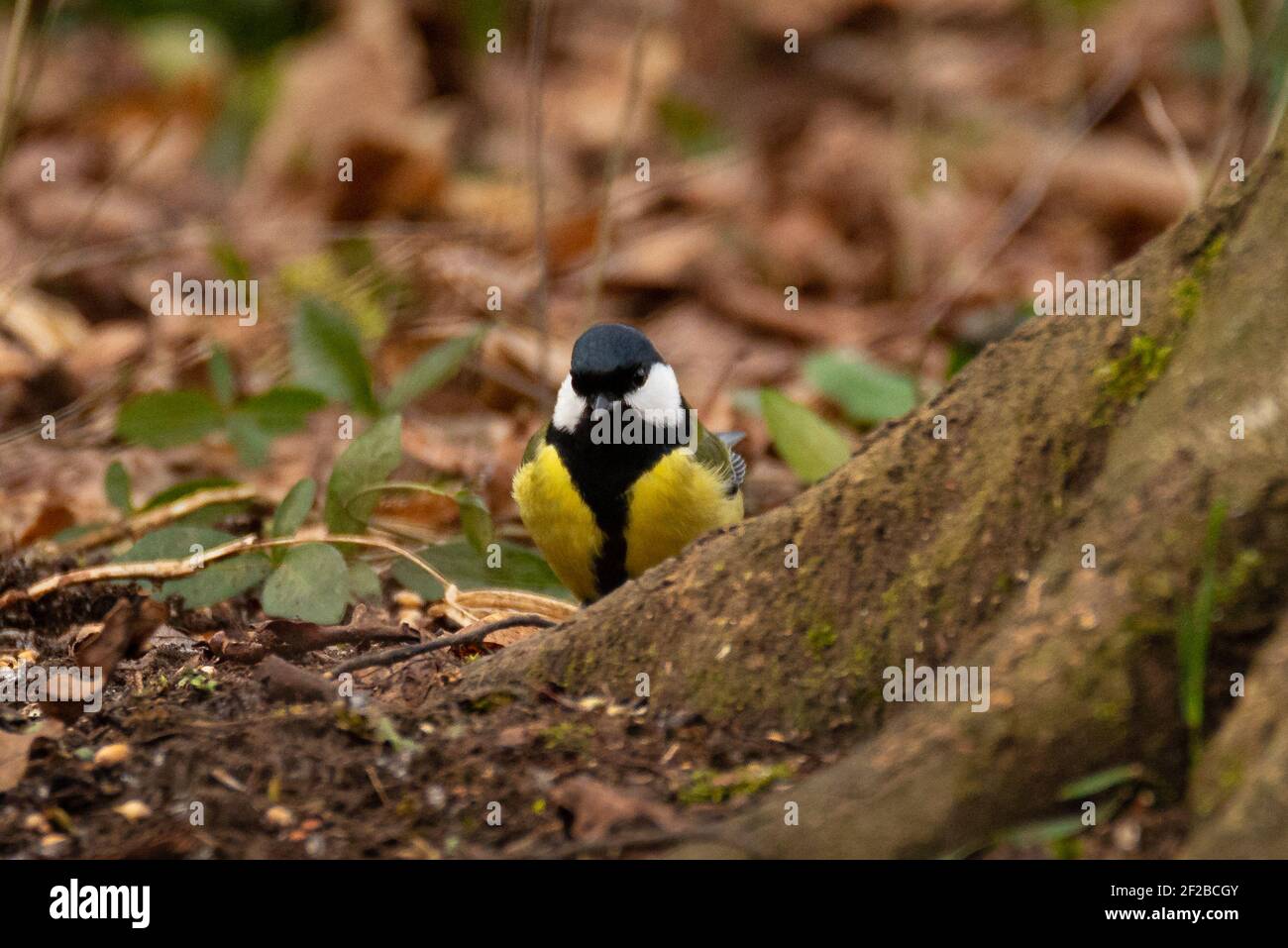 Great Tit (Parus Major) Eating Seeds from the Ground Stock Photo