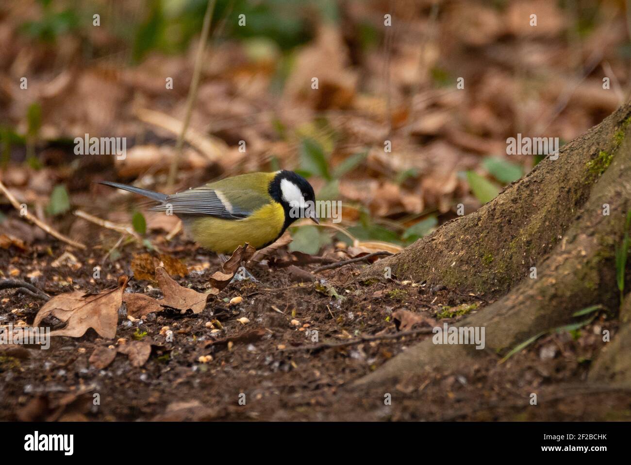 Great Tit (Parus Major) Eating Seeds from the Ground Stock Photo