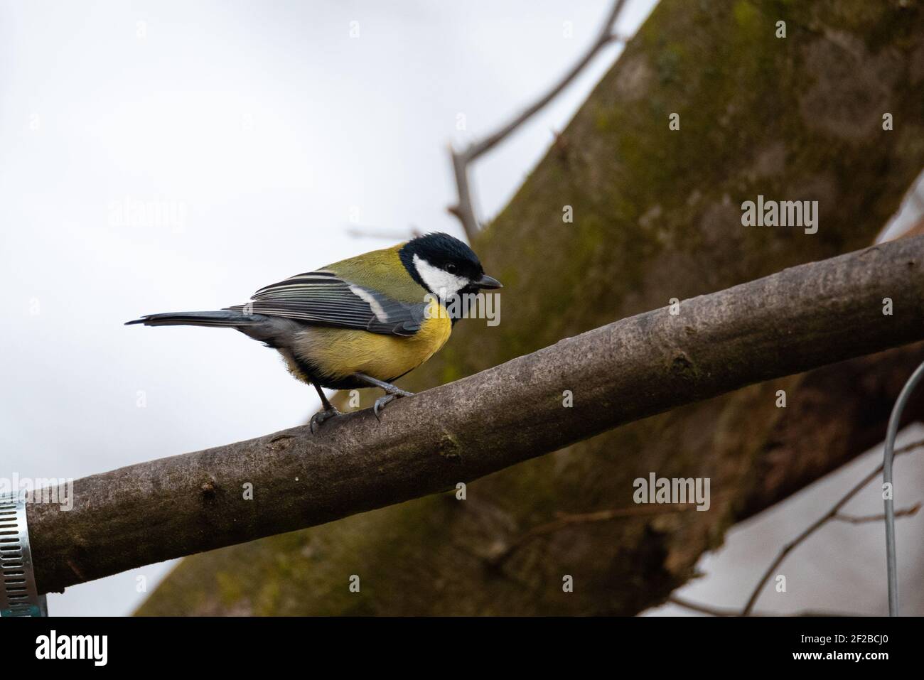 Great Tit (Parus Major) Sitting on a Branch Stock Photo