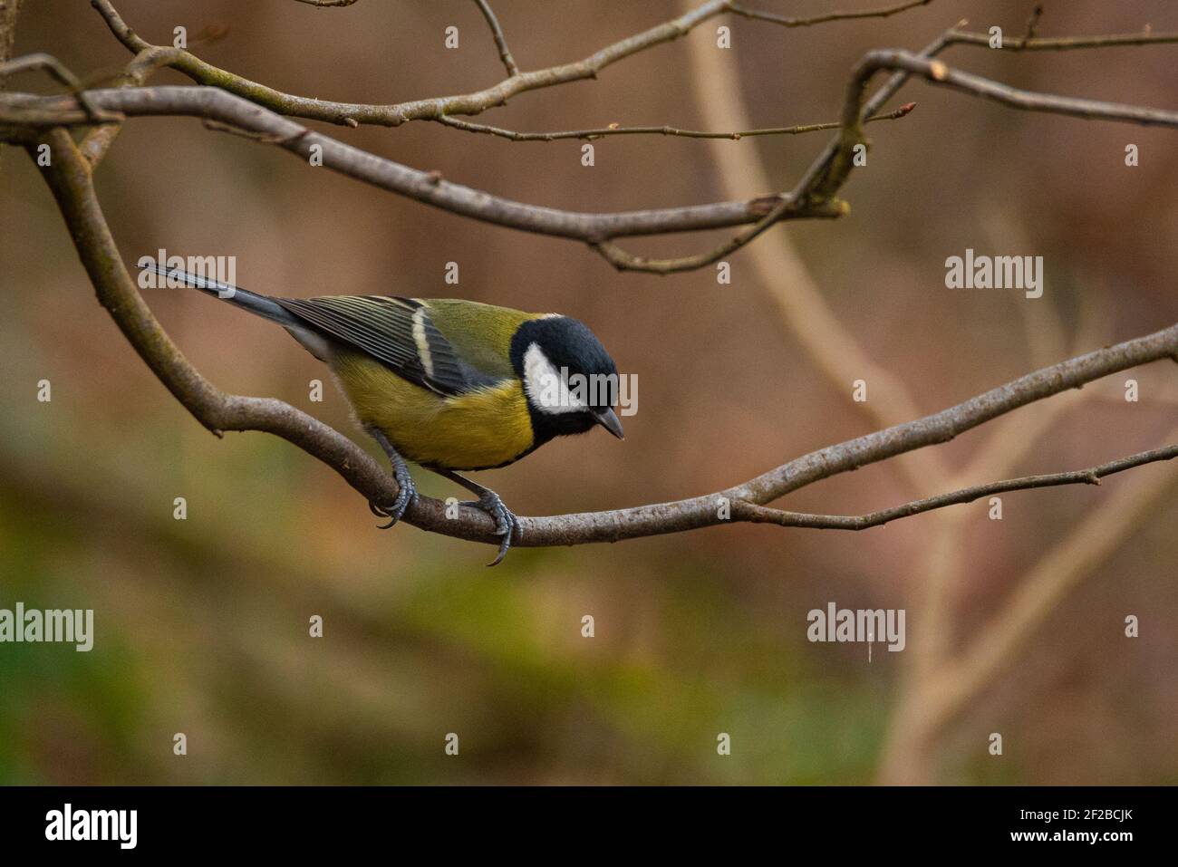 Great Tit (Parus Major) Sitting on a Twig Stock Photo