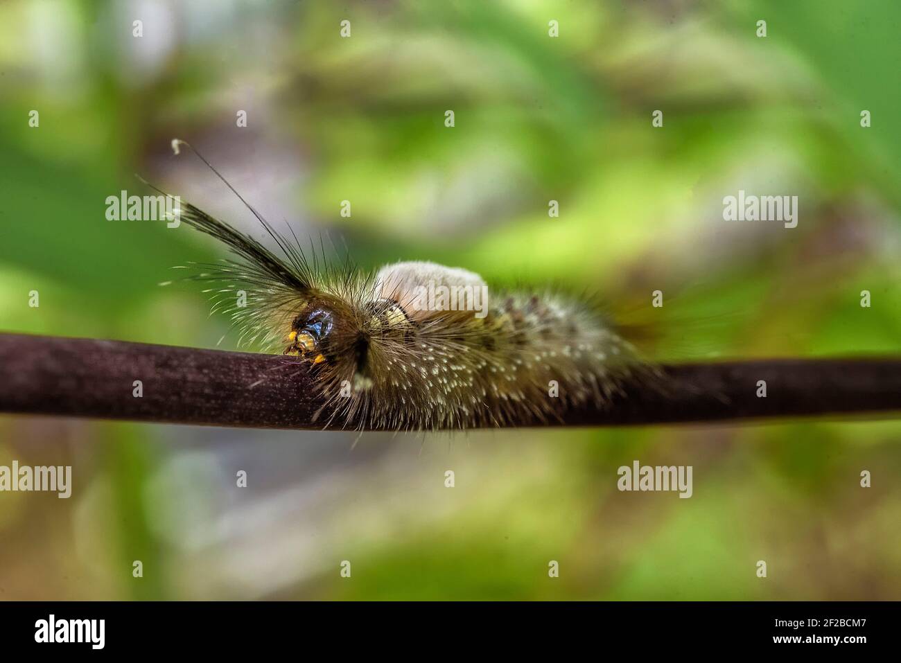 Igad Insect Caterpillar hairy insect wildlife hi-res stock photography and images ...