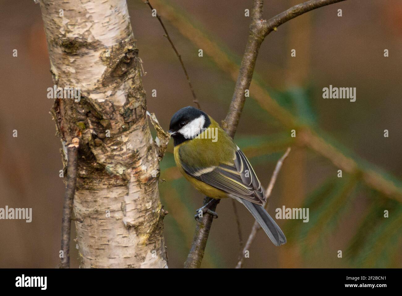 Great Tit (Parus Major) Sitting on a Twig Stock Photo