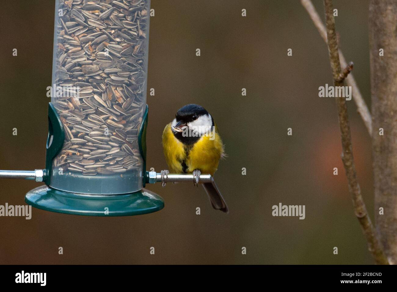 Great Tit (Parus Major) Eating Seeds from a Bird Feeder Stock Photo