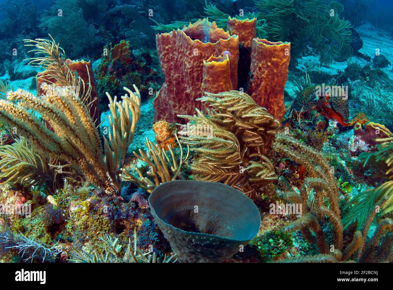 Gorgonians and sponges on healthy Caribbean reef, Rosario Islands, Columbia Stock Photo