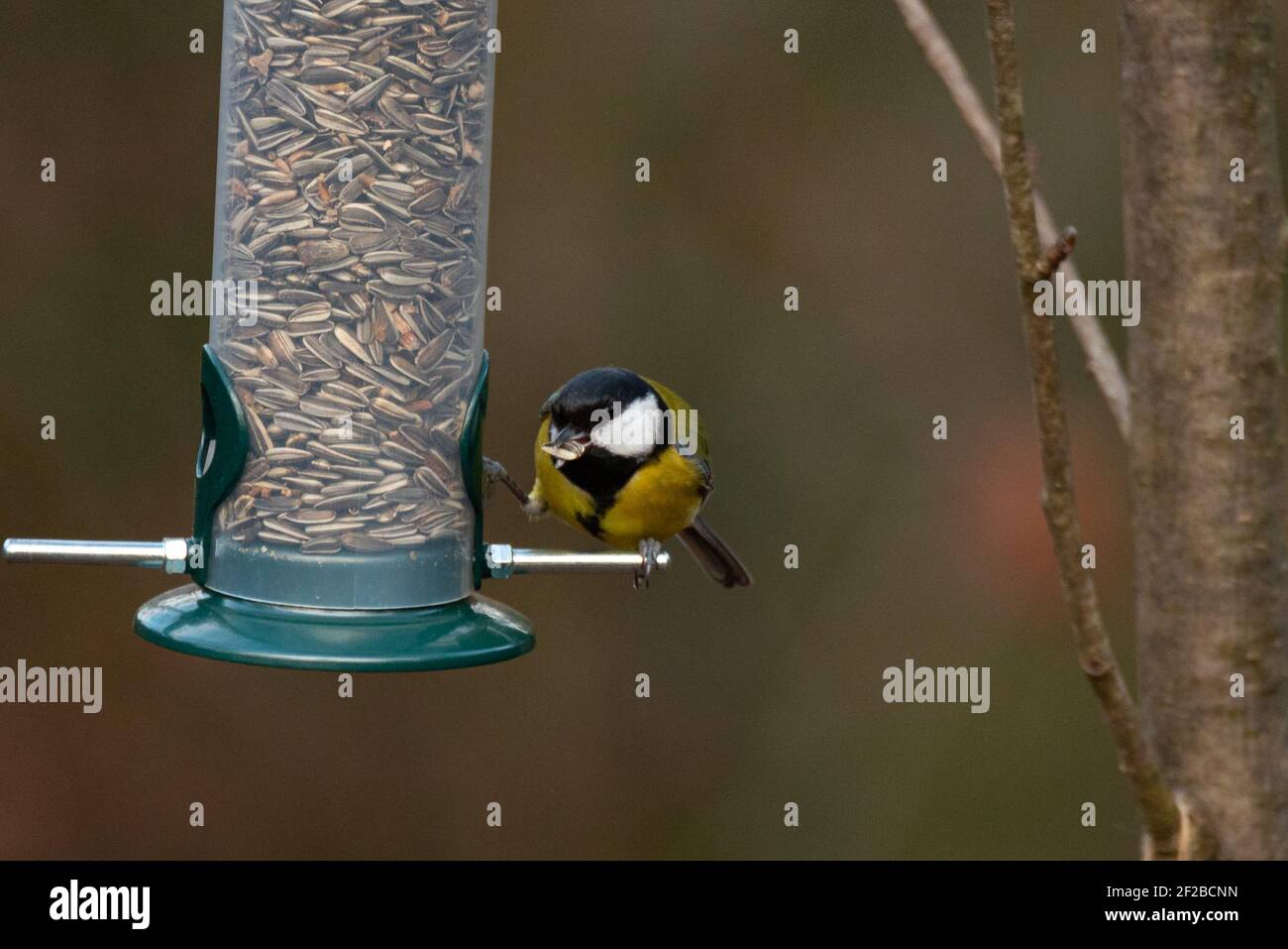 Great Tit (Parus Major) Eating Seeds from a Bird Feeder Stock Photo