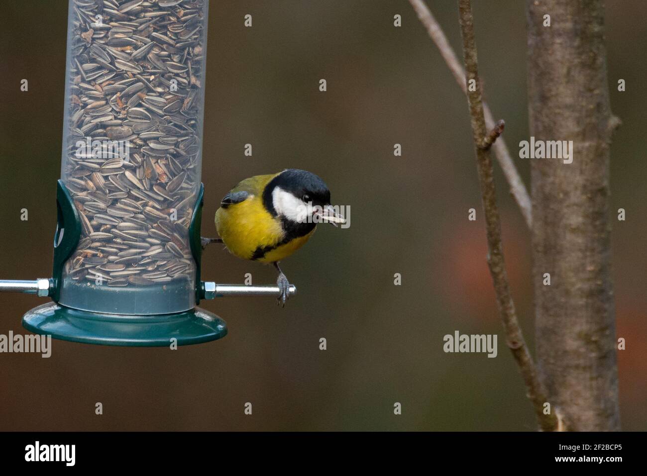 Great Tit (Parus Major) Eating Seeds from a Bird Feeder Stock Photo