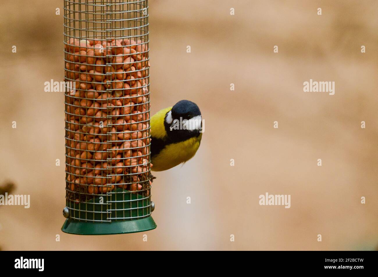 Great Tit (Parus Major) Eating Nuts from a Bird Feeder Stock Photo