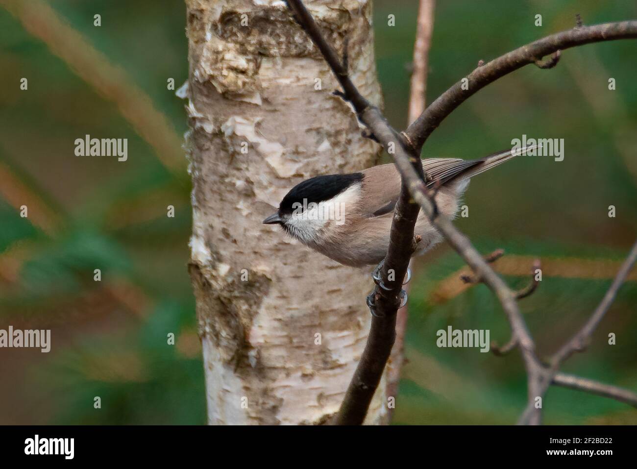 Marsh Tit (Poecile palustris) Sitting on a Twig Stock Photo