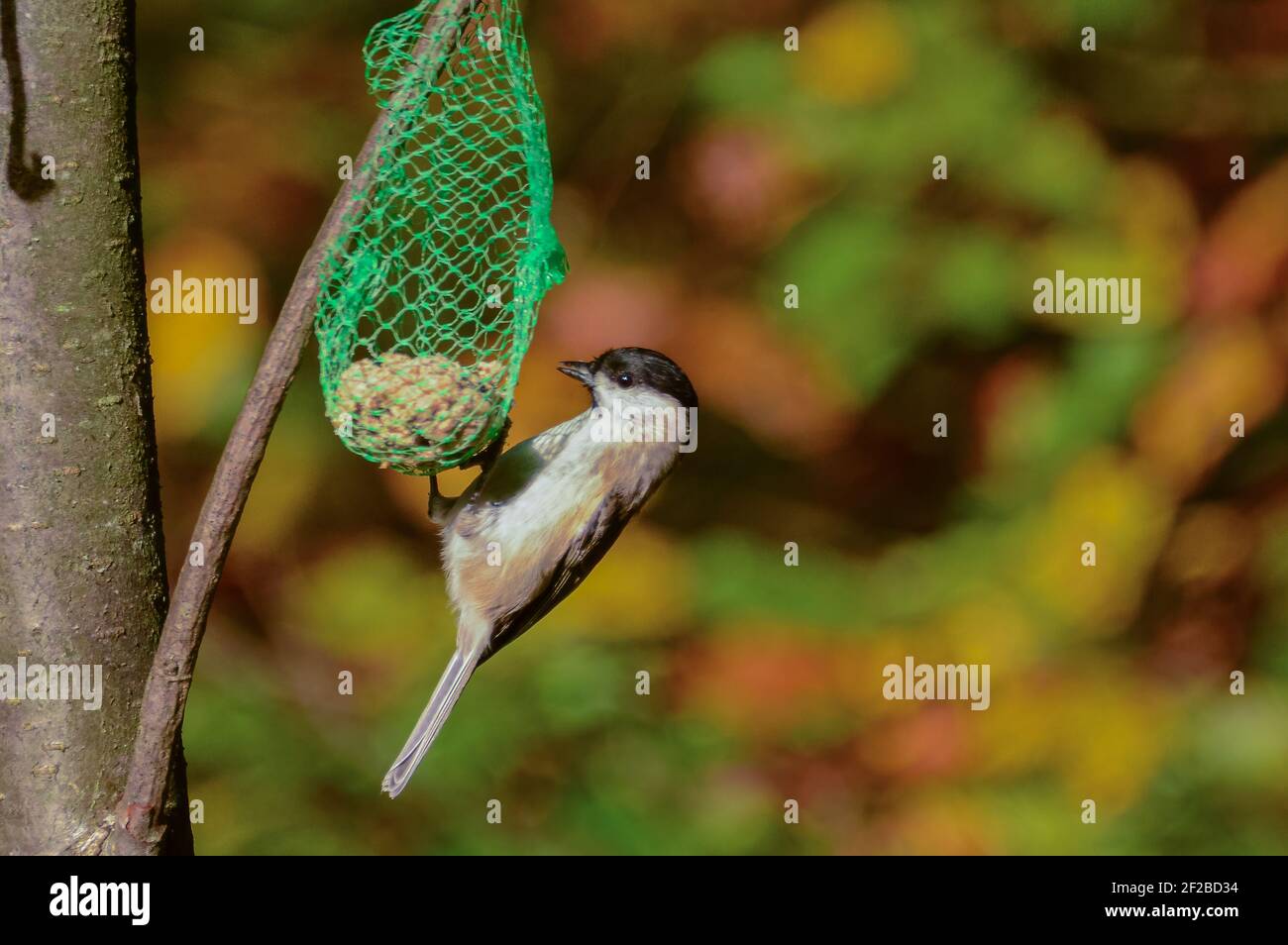 Marsh Tit (Poecile palustris) Eating from a Tit Dumpling Stock Photo