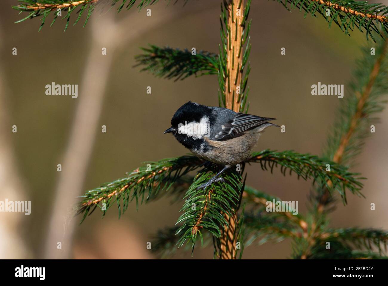 Coal Tit (Periparus ater) Sitting on a Conifer Stock Photo