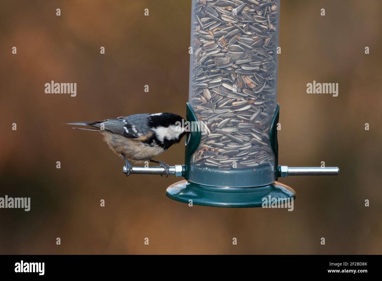 Coal Tit (Periparus ater) Eating from a Bird Feeder Stock Photo