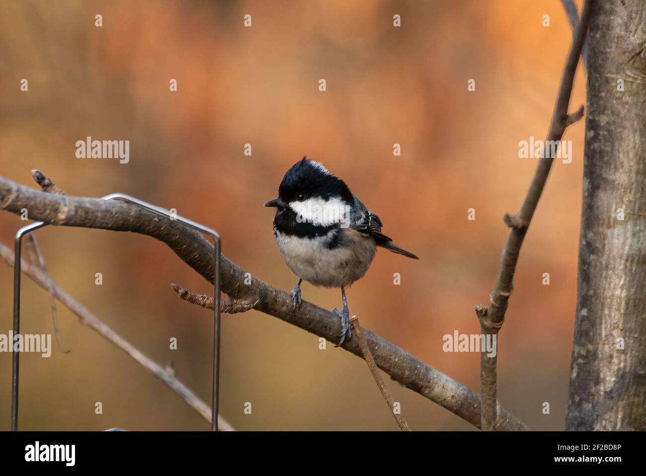 Coal Tit (Periparus ater) Sitting on a Twig Stock Photo