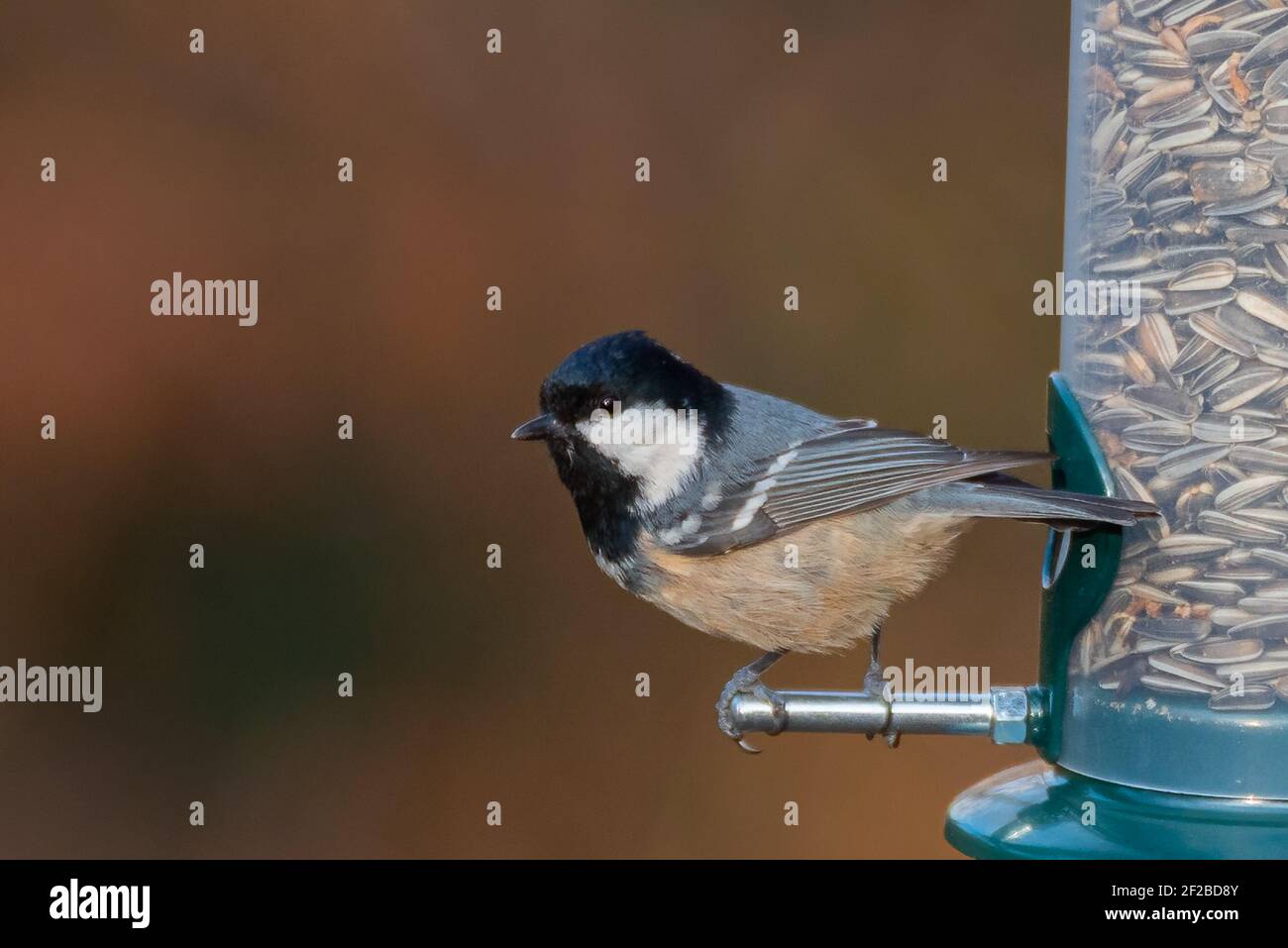 Coal Tit (Periparus ater) Eating from a Bird Feeder Stock Photo