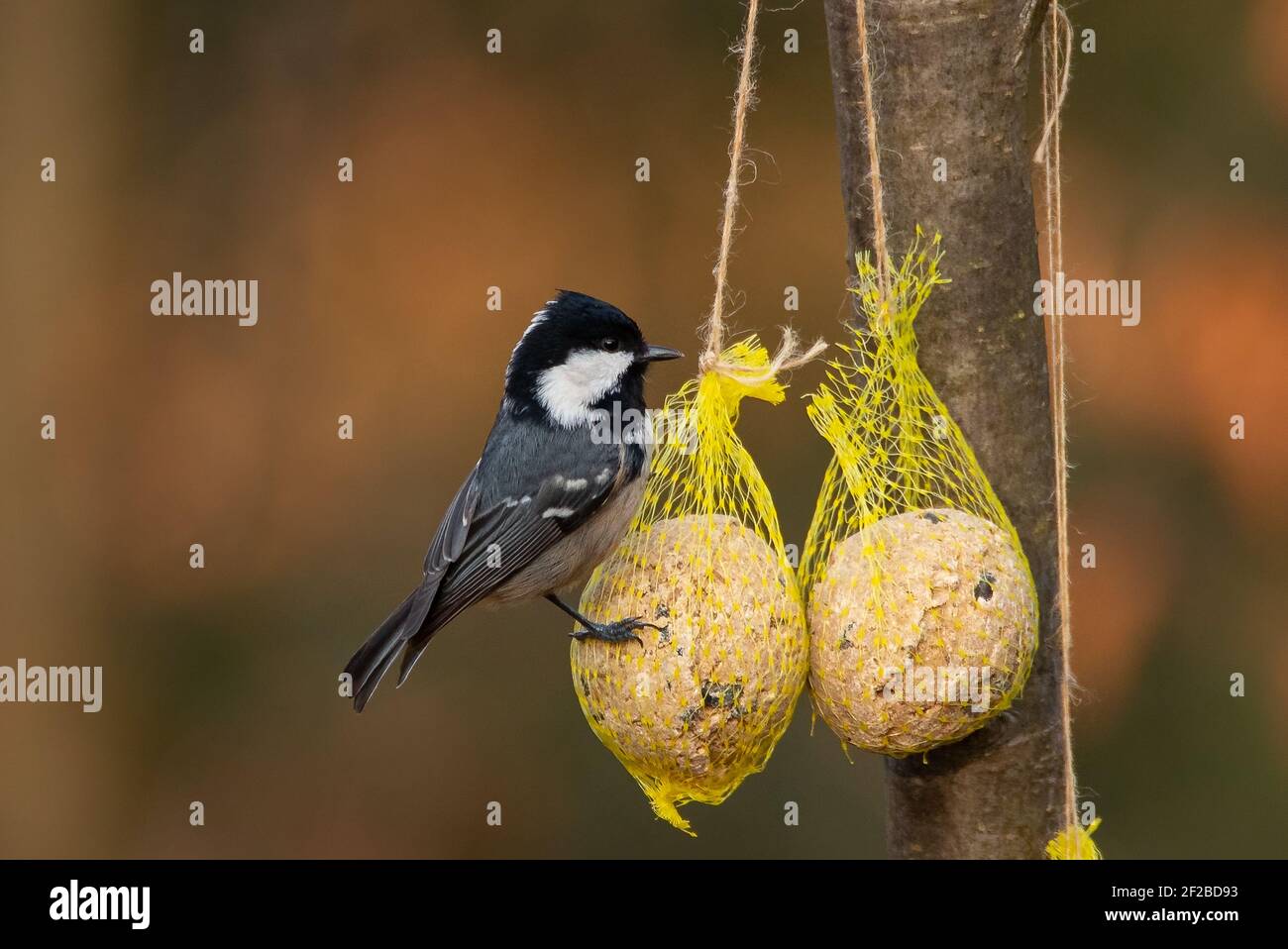 Coal Tit (Periparus ater) Eating from a Tit Dumpling Stock Photo