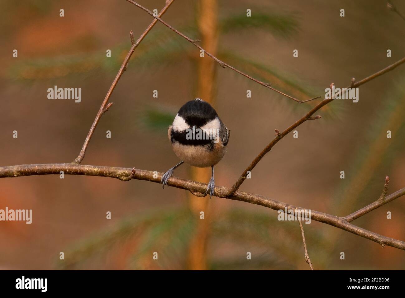 Coal Tit (Periparus ater) Sitting on a Twig Stock Photo