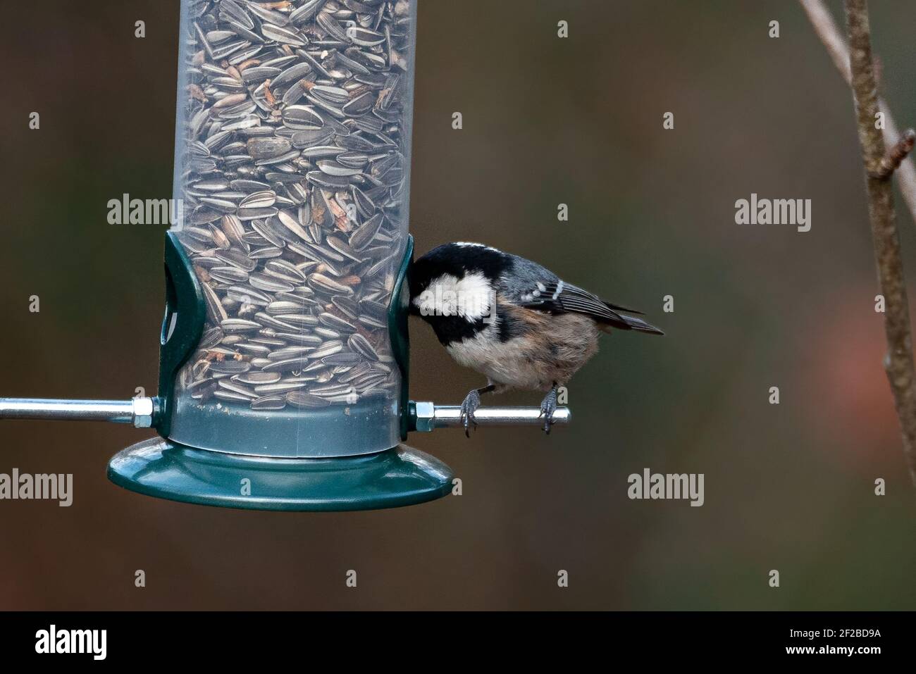 Coal Tit (Periparus ater) Eating from a Bird Feeder Stock Photo