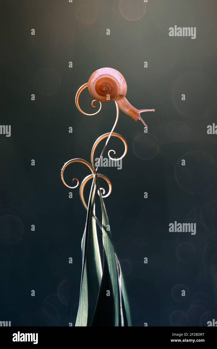 Curled snail hi-res stock photography and images - Alamy