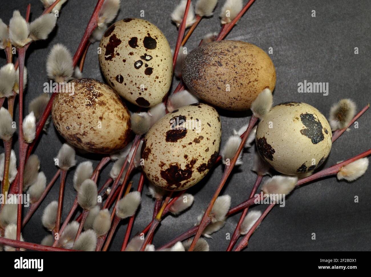 Easter quail eggs and willow branches on dark background Stock Photo