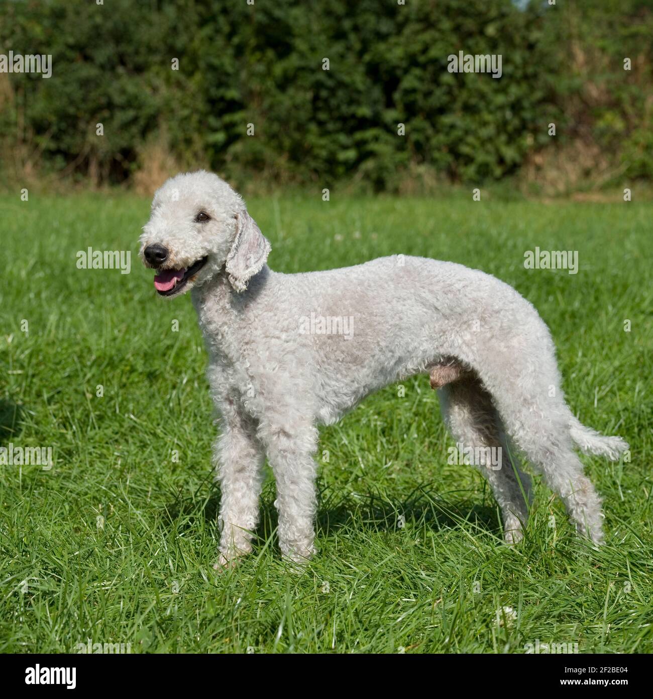 Bedlington terrier Dog Stock Photo