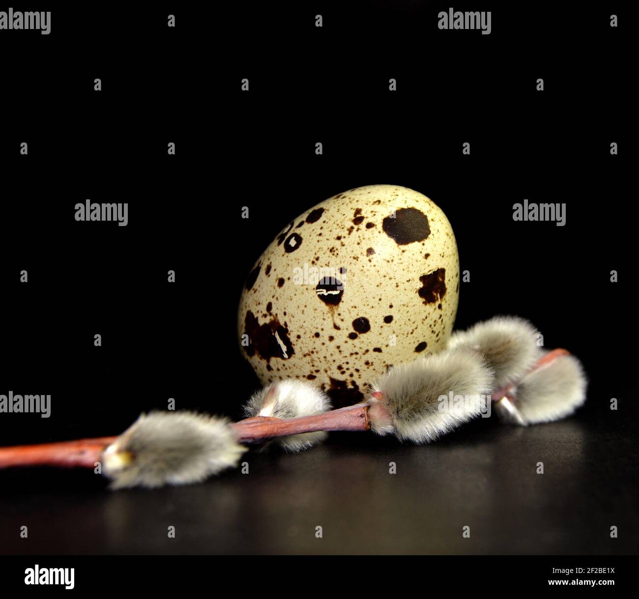 Easter quail egg and willow branch on black background Stock Photo