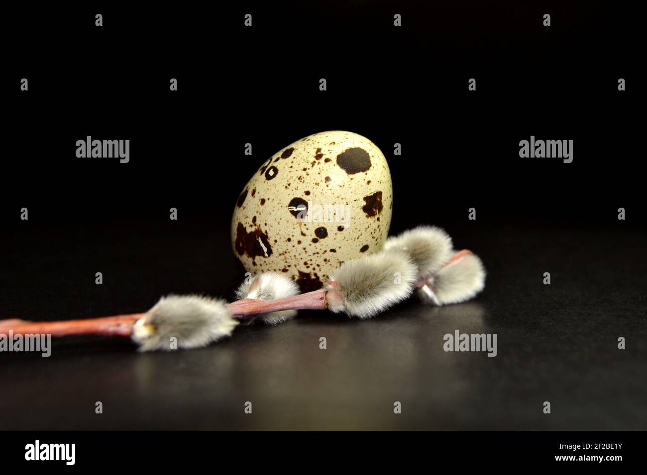 Easter egg and willow branch on black background Stock Photo