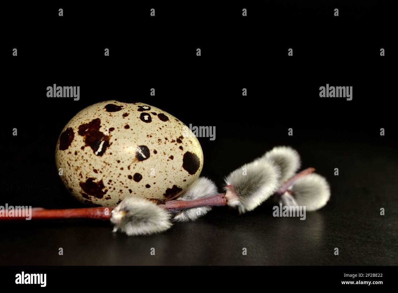 Easter egg and willow branch on black background Stock Photo