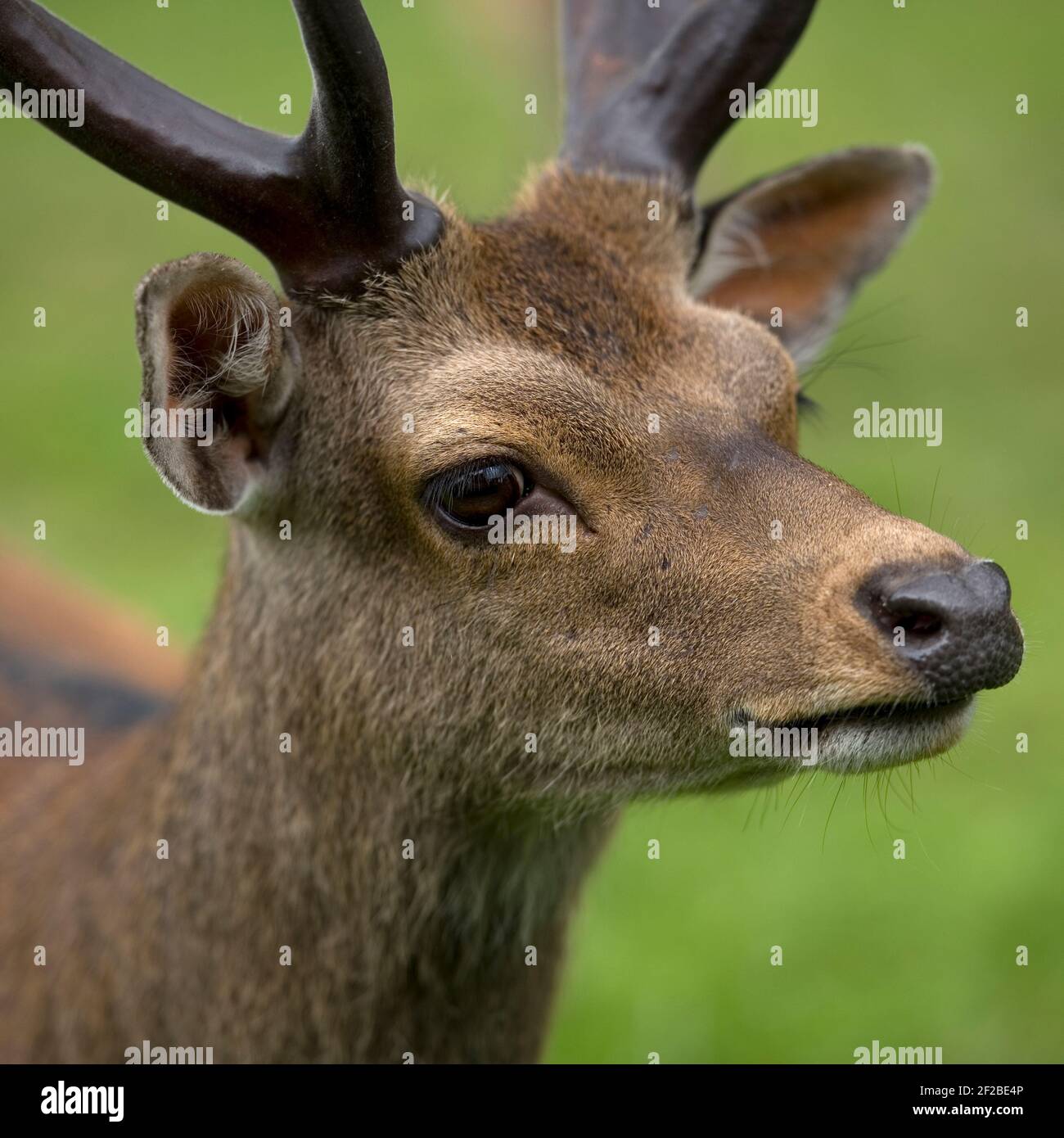 sika deer stag, british wildlife Stock Photo