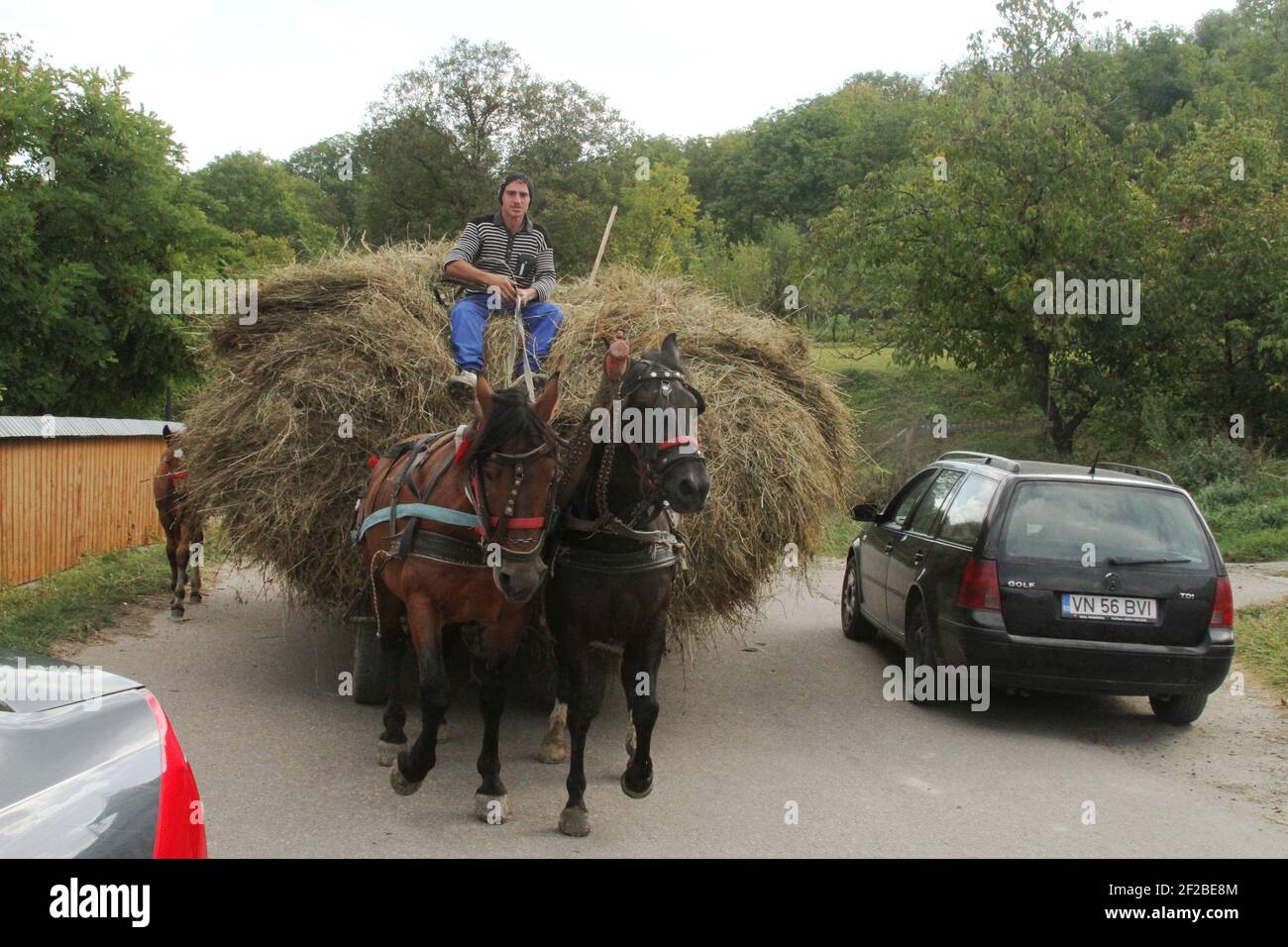 Vrancea, Romania. Horses pulling a cart filled with hay, with the