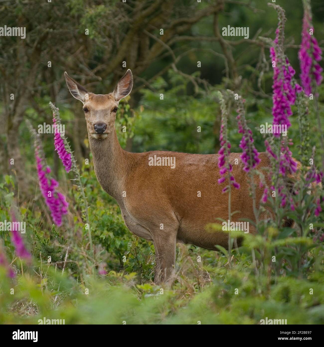 red deer female Stock Photo