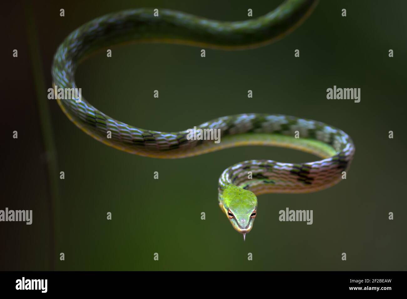 Asian vine snake on a tree branch, Indonesia Stock Photo