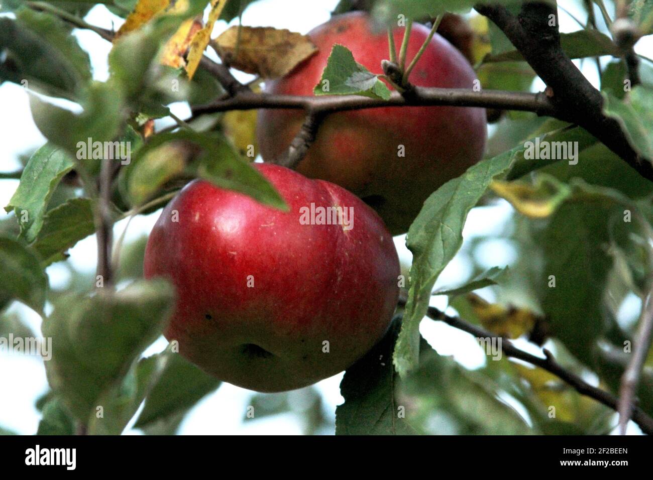Ripe apples on the branch Stock Photo - Alamy
