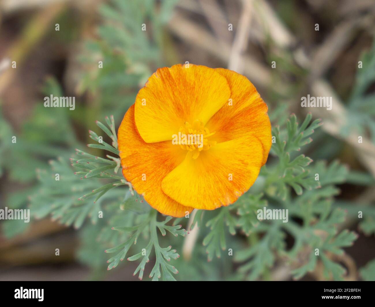 Ranunculus creeping lonely flower in the center of the photo on a blurred background. Color gradient from yellow to orange. Stock Photo