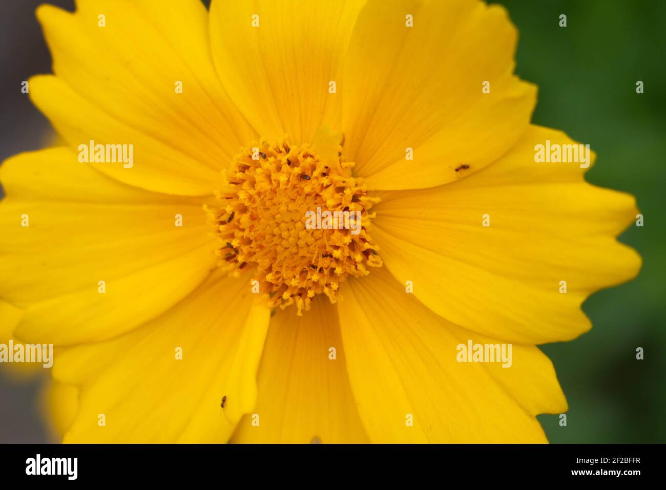 Huge yellow flower in full screen. The middle of the flower is clearly visible. Several small insects crawl along the petals Stock Photo