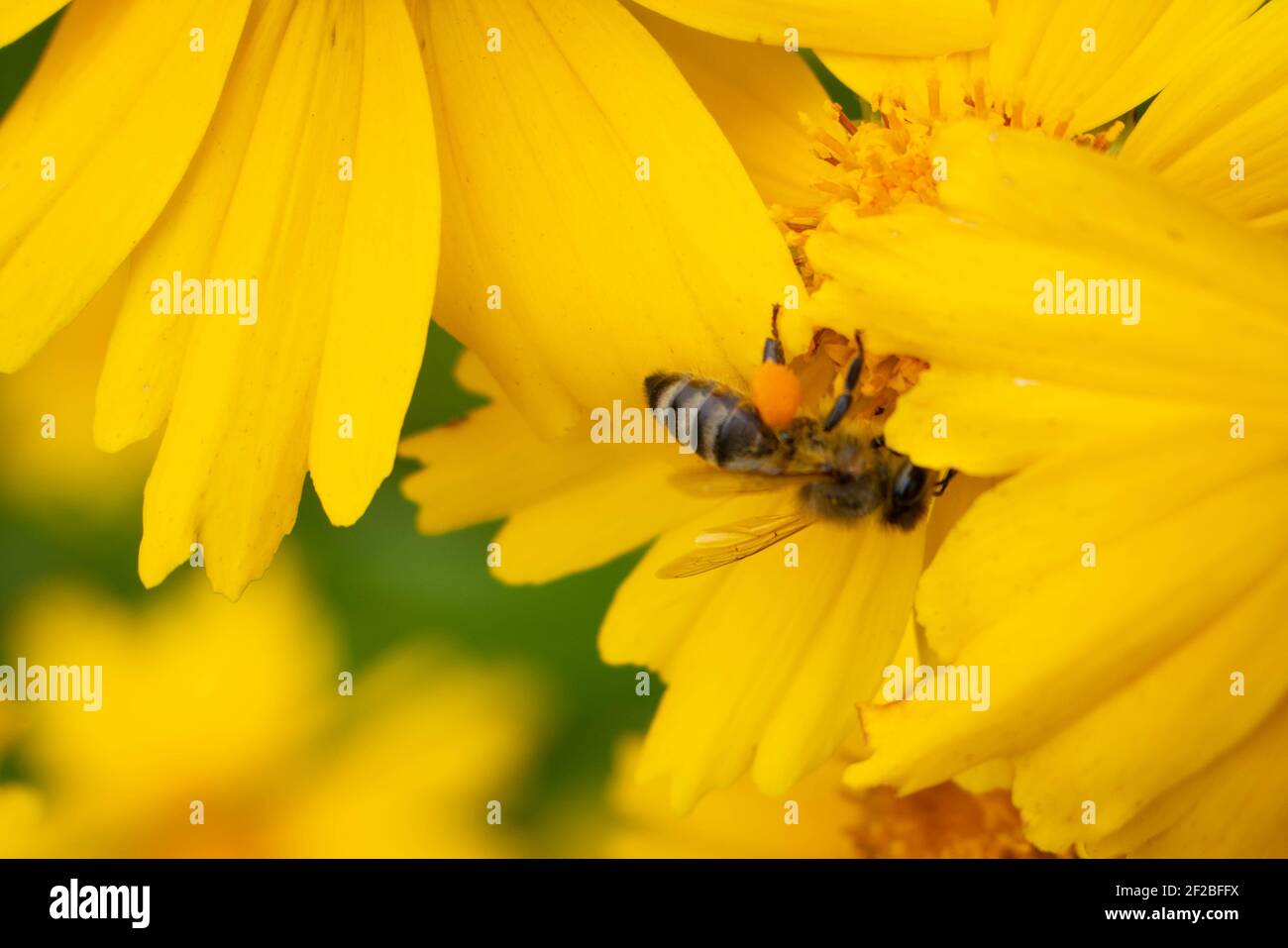 A bee feeds on nectar among an yellow flower's petals. The insect has pollen on its legs. Blurred background. Stock Photo