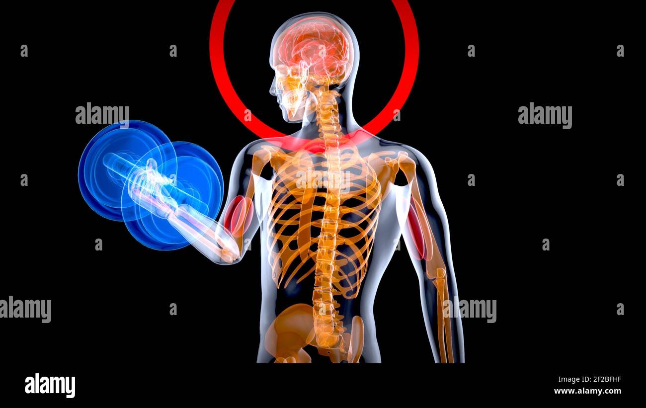 3d Illustration Of An Anatomy Of A X Ray Man Doing Biceps Curls Stock Photo Alamy