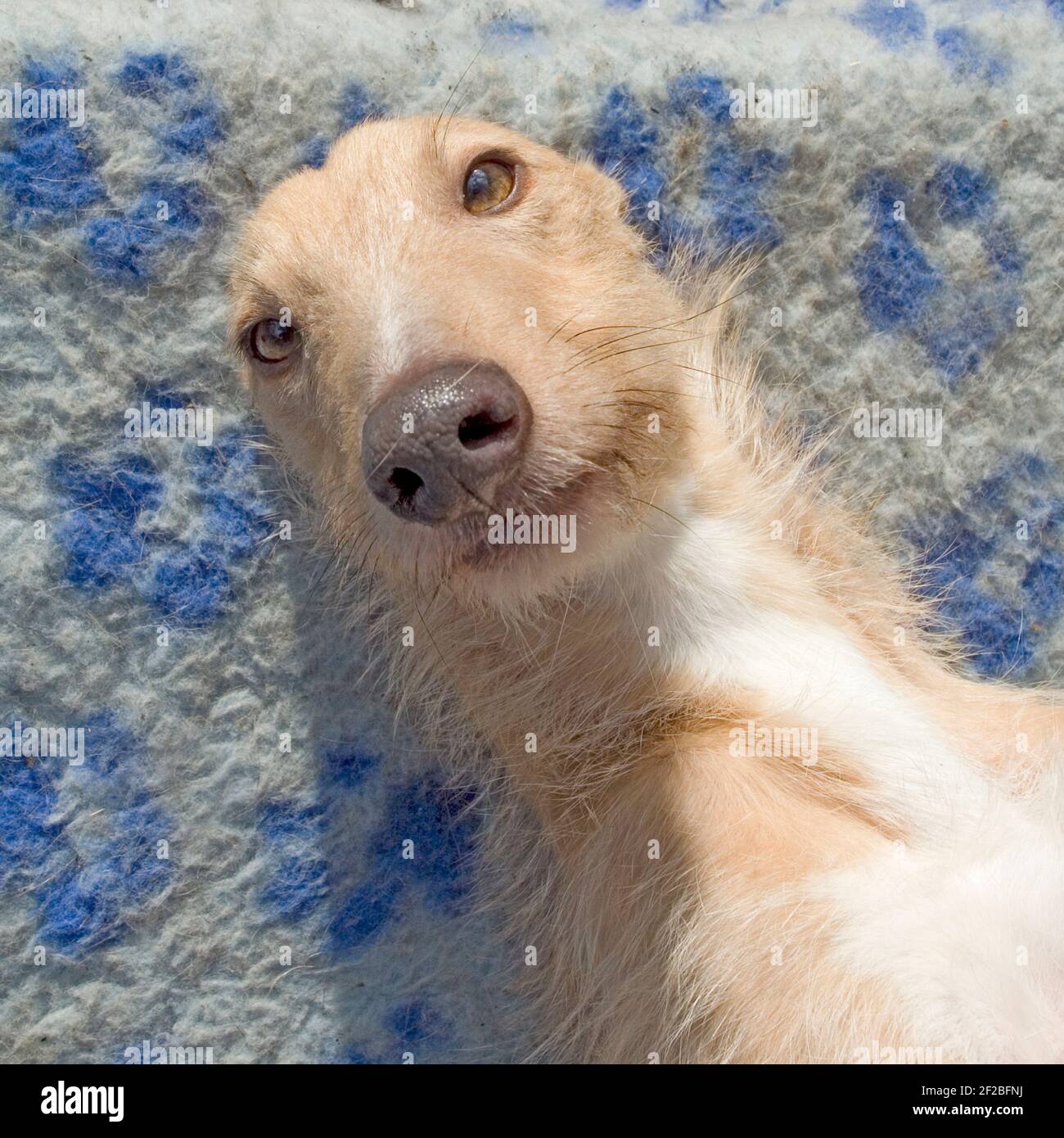 lurcher dog doing selfie Stock Photo