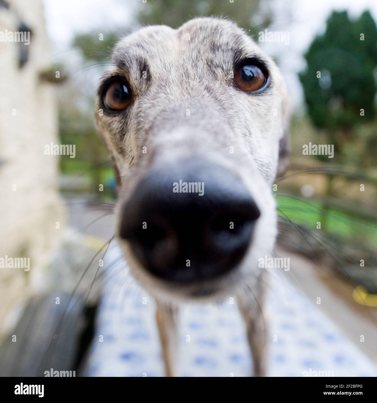 lurcher dog doing selfie Stock Photo