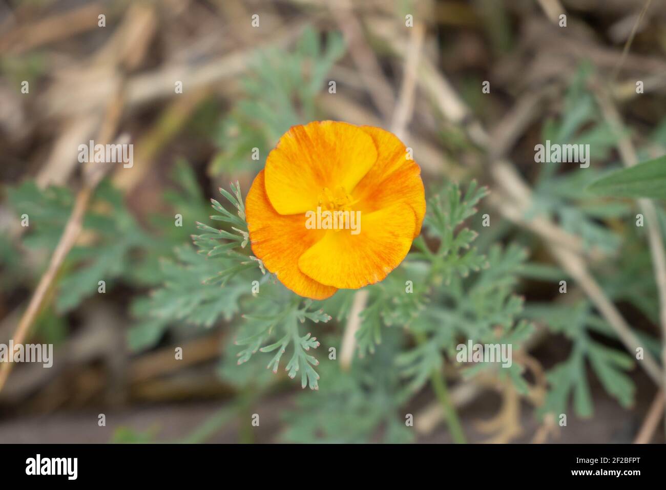 Ranunculus creeping lonely flower in the center of the photo on a blurred background. Flower Petals Striped Yellow Orange Stock Photo