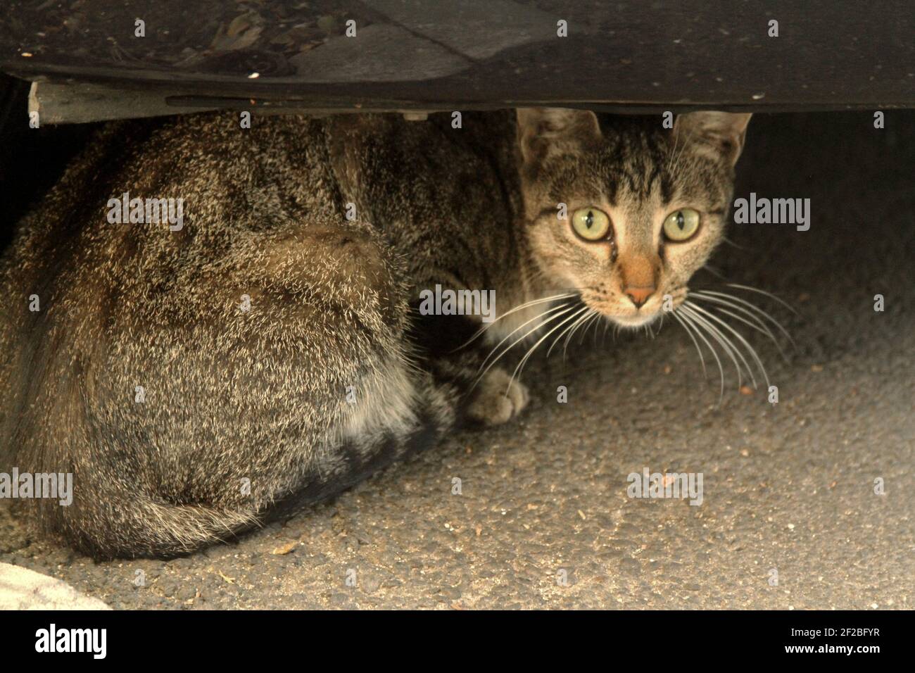 Scared cat hiding hires stock photography and images Alamy