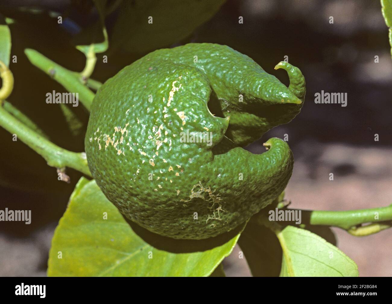 Citrus bud mite (Aceria sheldoni) damage 'Hand of Buddha' distortion to a lemon fruit, South Africa, February Stock Photo