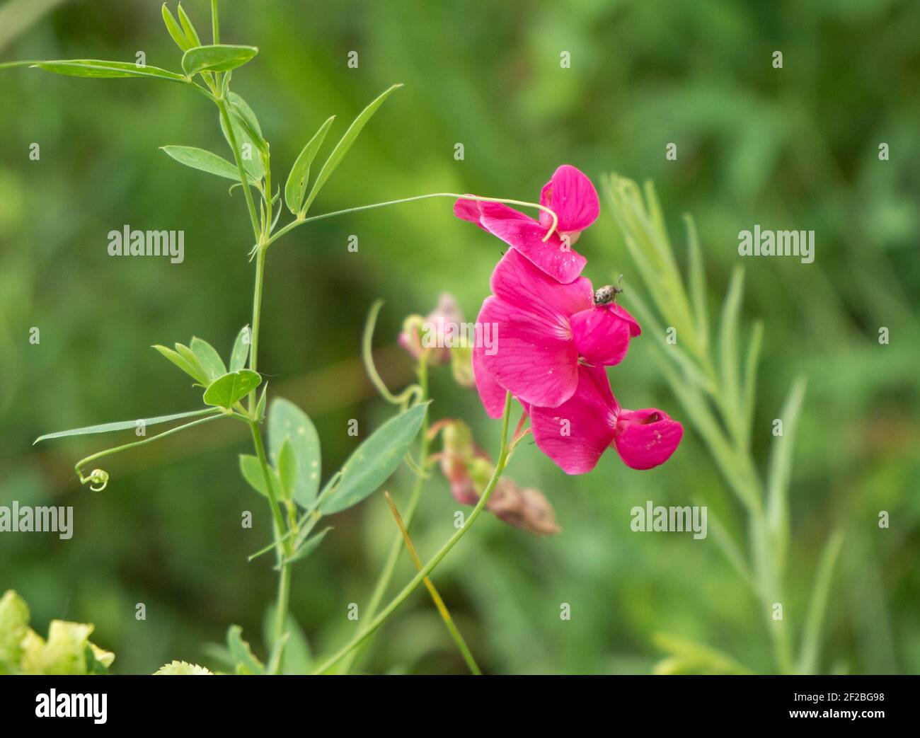 Pink subtle bean plant flower with a thin stalk and antennae for wrapping around other plants. Stock Photo